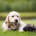 thumbnail of Keep Your Dogs and Cats Safe From Fleas and Ticks