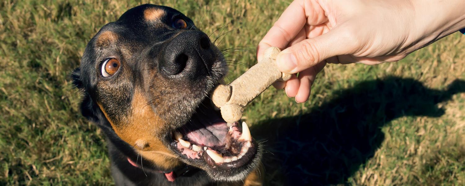 banner of Keep Your Dog Happy and Healthy!